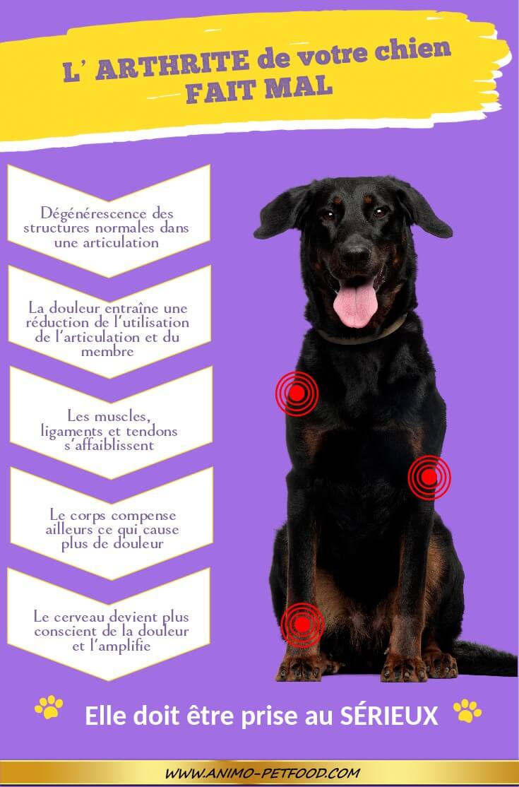 arthrite-chez-le-chien